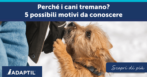 Perché i cani tremano? 5 possibili motivi da conoscere