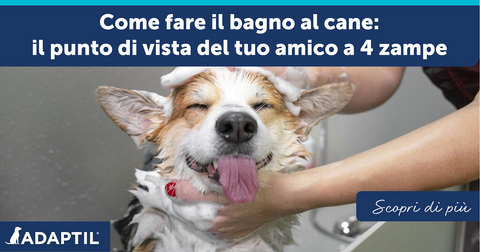 Come fare il bagno al cane: il punto di vista del tuo amico a 4 zampe