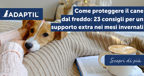 Come proteggere il cane dal freddo: 23 consigli per un supporto extra nei mesi invernali