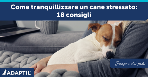 Come tranquillizzare un cane stressato: 18 consigli