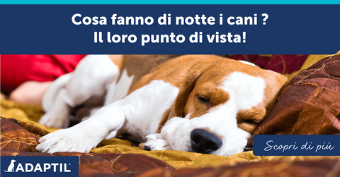 Cosa fanno di notte i cani? Il loro punto di vista