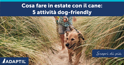 Cosa fare in estate con il cane: 5 attività dog-friendly