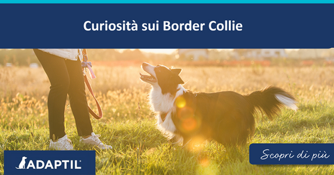 Curiosità sui Border Collie