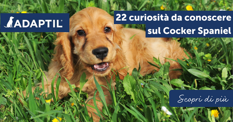 22 curiosità da conoscere sul Cocker Spaniel