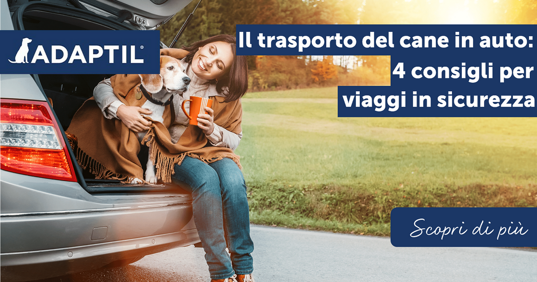 Il trasporto del cane in auto: 4 consigli per viaggi in sicurezza