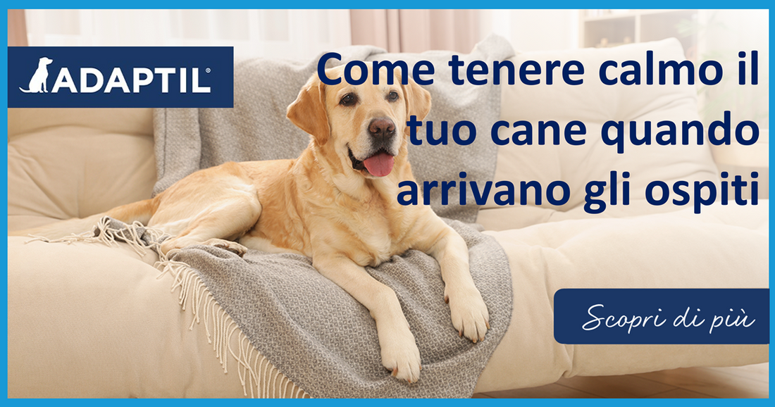 Come tenere calmo il tuo cane quando arrivano gli ospiti