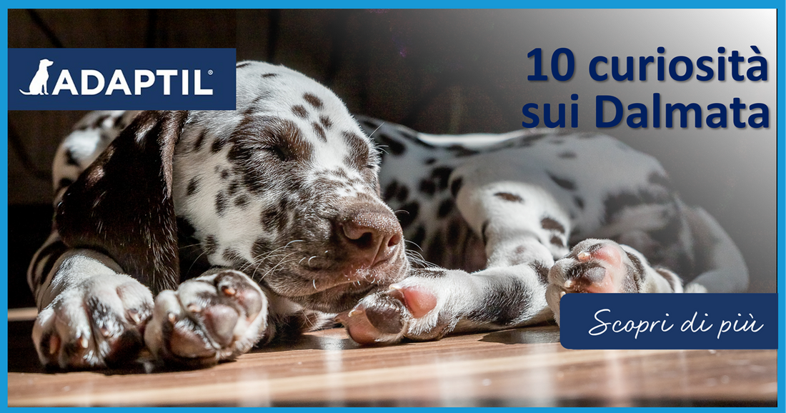 10 curiosità sui Dalmata