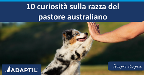 10 curiosità sulla razza del pastore australiano