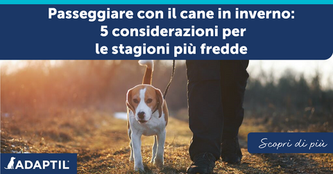 Passeggiare con il cane in inverno: 5 considerazioni per le stagioni più fredde