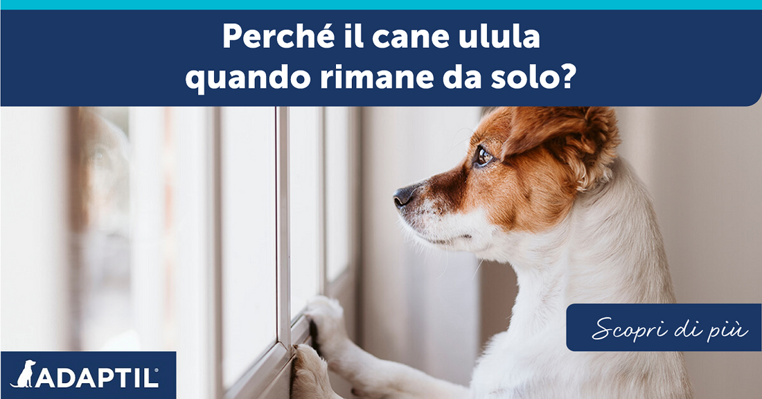 Perché il cane ulula quando rimane da solo?