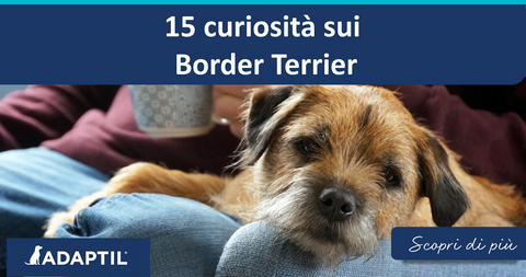 15 curiosità sui Border Terrier