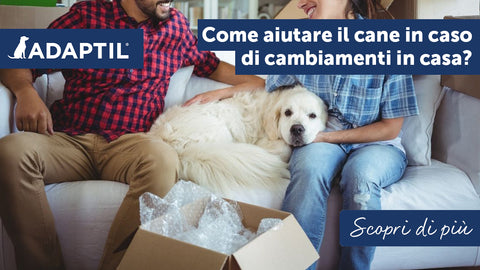 Come abituare il cane ai cambiamenti in casa
