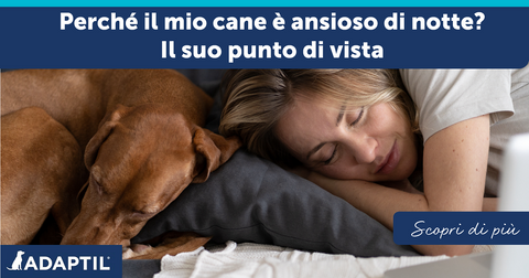 Perché il mio cane è ansioso di notte? Il suo punto di vista