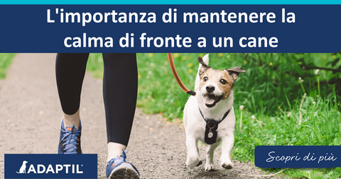 I cani hanno bisogno di una routine ? Suggerimenti e consigli