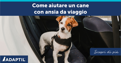 Come aiutare un cane con ansia da viaggio