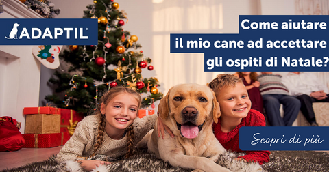 Come aiutare il mio cane ad accettare gli ospiti di Natale?