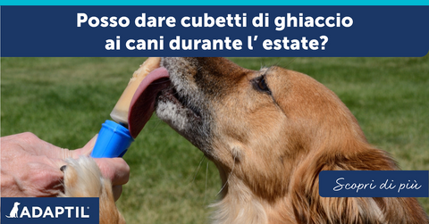 Posso dare cubetti di ghiaccio ai cani durante l'estate?