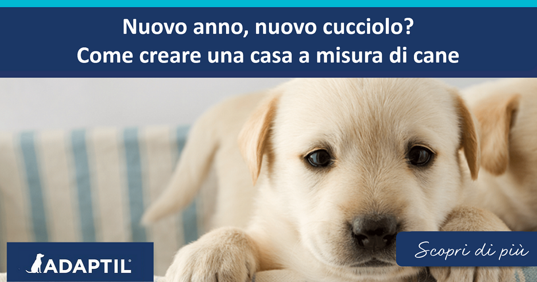 Nuovo anno, nuovo cucciolo? Come creare una casa a misura di cane