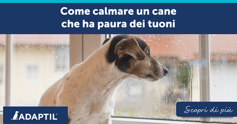 Come calmare un cane che ha paura dei tuoni