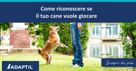 Come riconoscere se il tuo cane vuole giocare