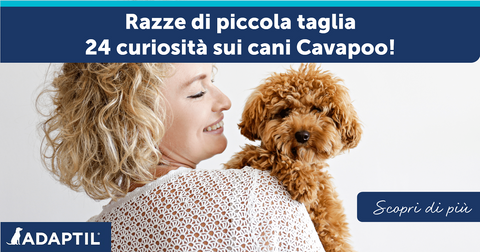 Razze di piccola taglia – 24 curiosità sui cani Cavapoo!