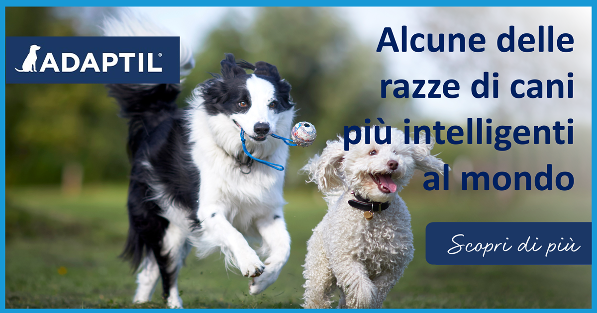 Alcune delle razze di cani più intelligenti al mondo