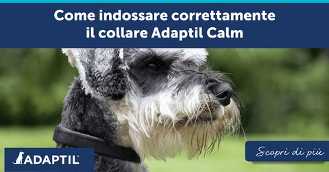 Come indossare correttamente il collare Adaptil Calm