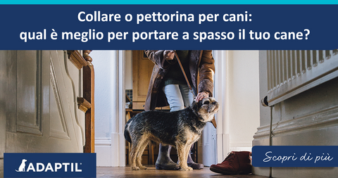 Collare o pettorina per cani: qual è meglio per portare a spasso il tuo cane?