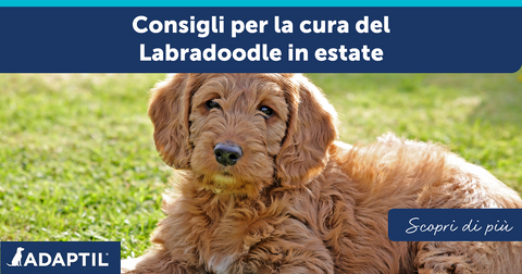 Consigli per la cura del Labradoodle in estate