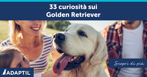 33 curiosità sui Golden Retriever