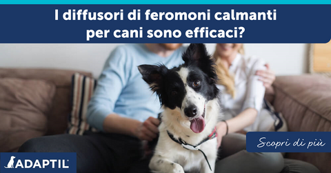 I diffusori di feromoni calmanti per cani sono efficaci?