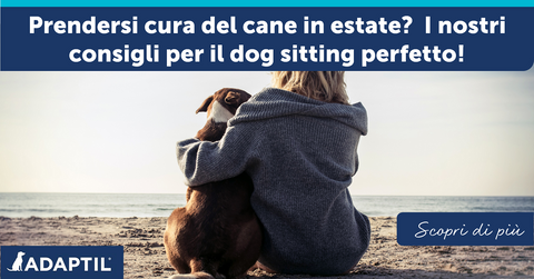 Prendersi cura del cane in estate? I nostri consigli per il dog sitting perfetto!