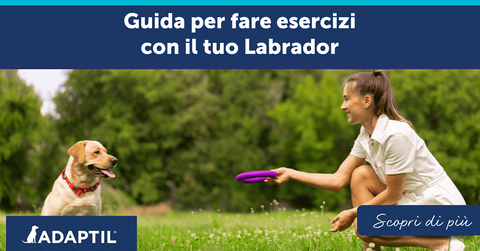 Guida per fare esercizi con il tuo Labrador