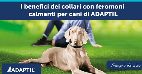 I benefici dei collari con feromoni calmanti per cani di ADAPTIL