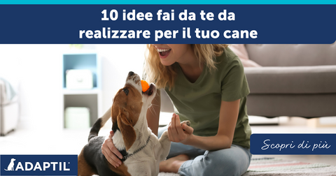 10 idee fai da te da realizzare per il tuo cane