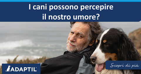 I cani possono percepire il nostro umore?