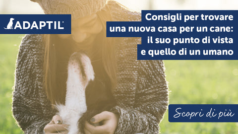 Consigli per trovare una nuova casa per un cane: il suo punto di vista