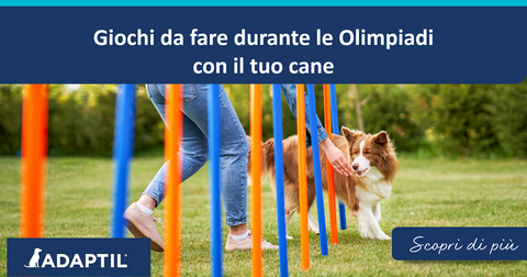 Giochi da fare durante le Olimpiadi con il tuo cane