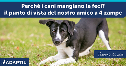 Perché i cani mangiano le feci? Il punto di vista del nostro amico a 4 zampe