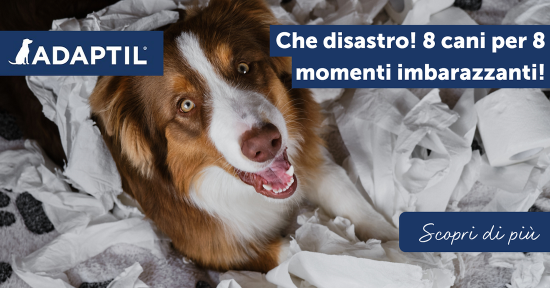 Che disastro! 8 cani per 8 momenti imbarazzanti!